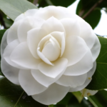 Funeral Notice of John Montague