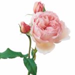 Funeral Notice of Mavis  Eileen DAVIES